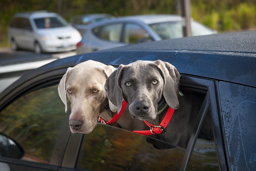 Dogs