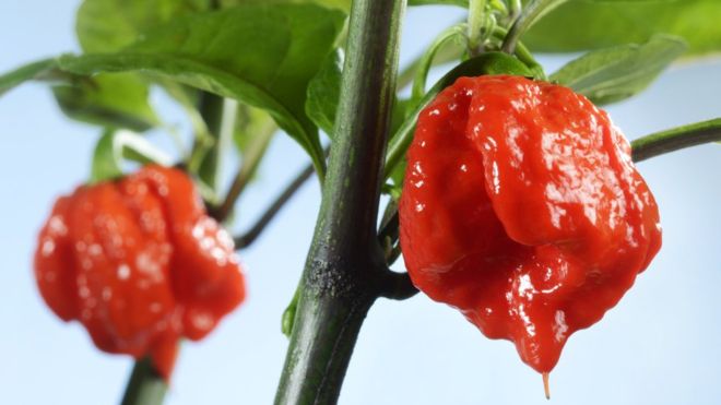 chilli