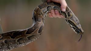 snake